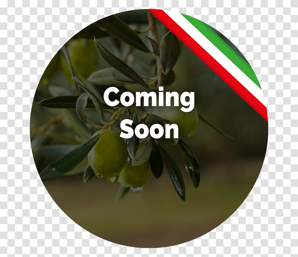 Olive Tree Bigger An Better Things, Citrus Fruit, Plant, Food, Lime Transparent Png