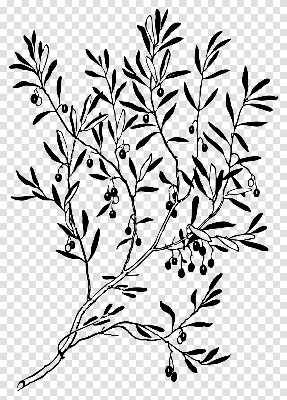 Olive Tree Black And White, Gray, World Of Warcraft Transparent Png