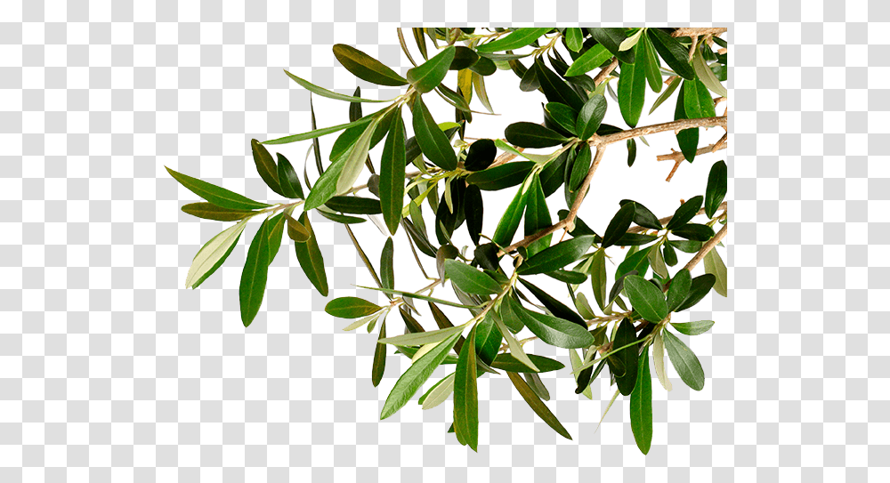Olive Tree Branch Image Olive Tree Branch, Plant, Leaf, Flower, Blossom Transparent Png