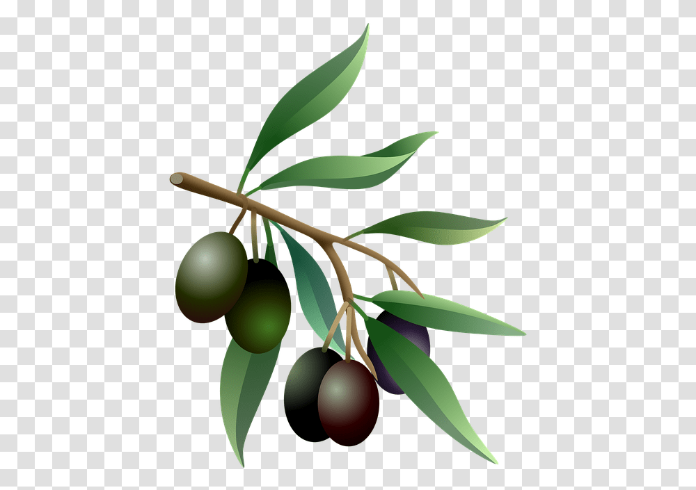 Olive Tree Branch, Plant, Fruit, Food, Leaf Transparent Png