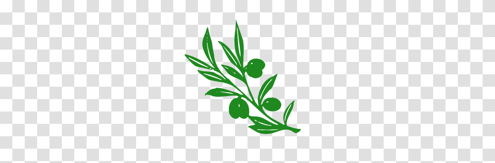Olive Tree Branch, Plant, Leaf, Vase, Jar Transparent Png