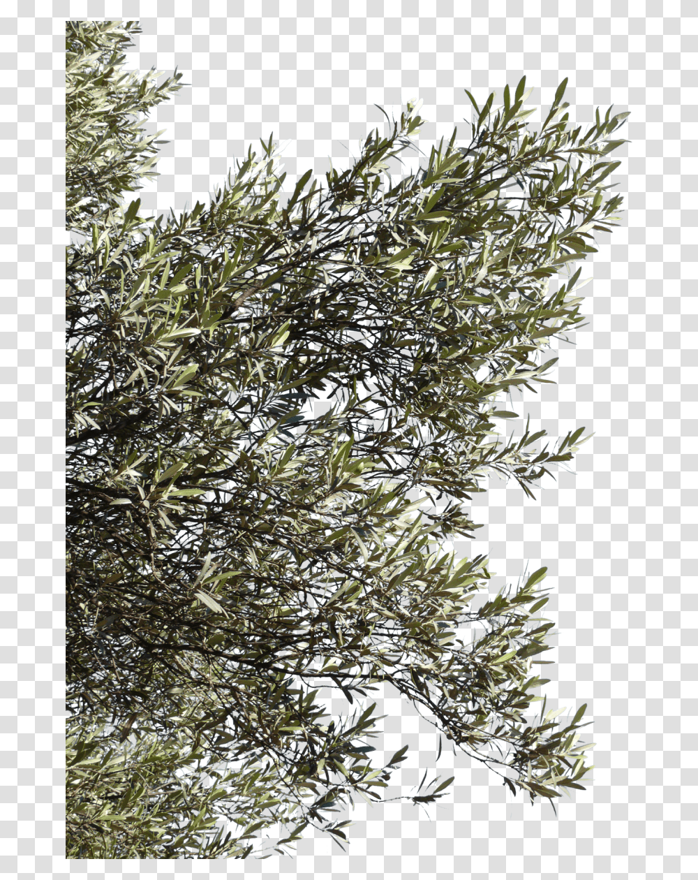 Olive Tree Branches, Bush, Vegetation, Plant, Nature Transparent Png