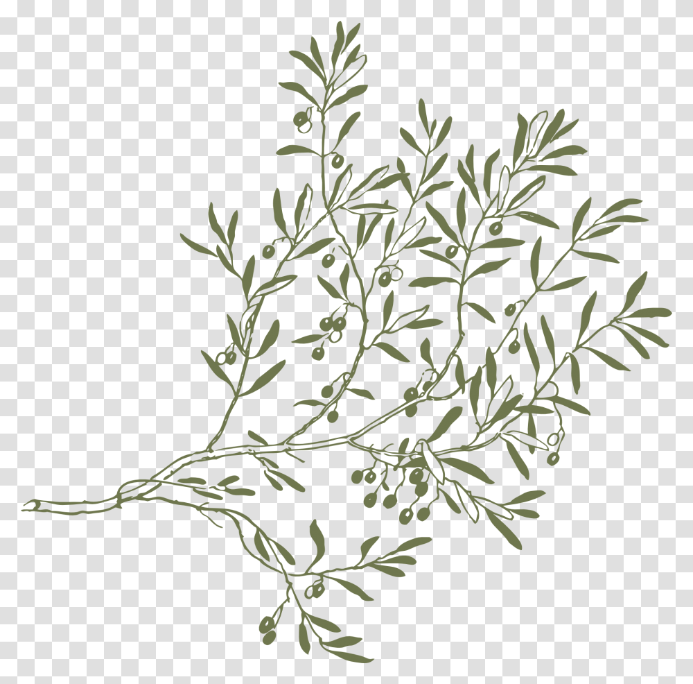 Olive Tree Branches Drawing, Plant, Vase, Jar, Pottery Transparent Png