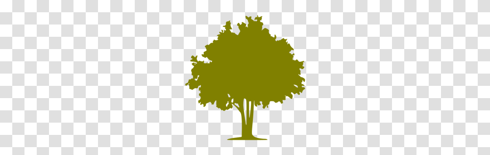 Olive Tree Icon, Green, Plant, Texture, Meal Transparent Png