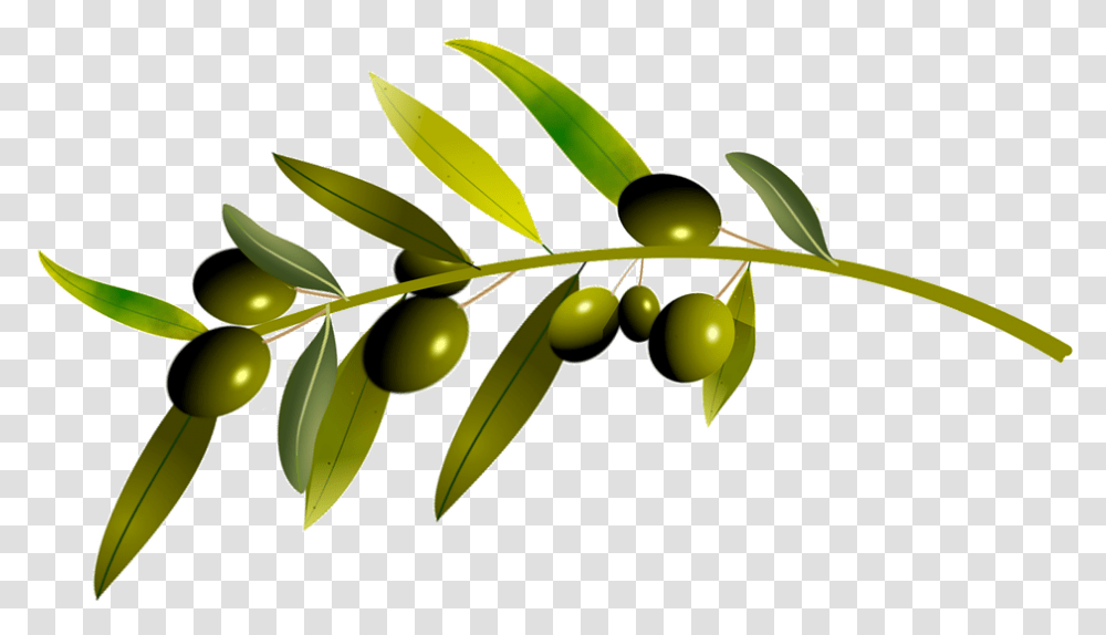 Olive Tree Oliva Oliva, Plant, Green, Leaf, Annonaceae Transparent Png