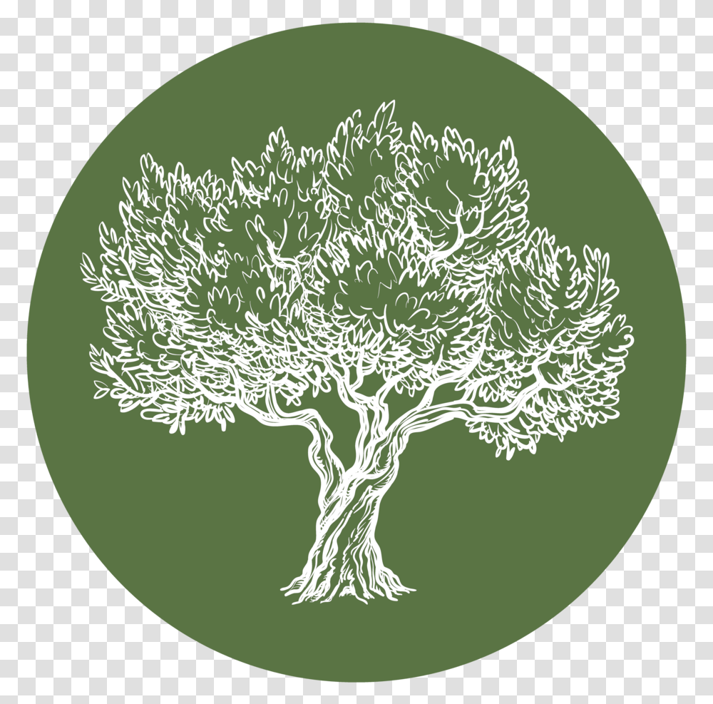 Olive Tree Properties Olive, Plant, Text, Ornament, Rug Transparent Png