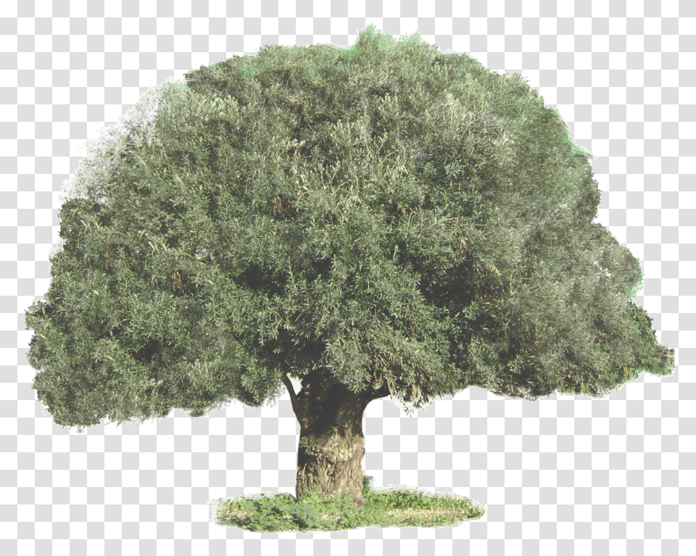 Olive Tree Symbolism Sageretia Theezans, Plant, Bonsai, Potted Plant, Vase Transparent Png