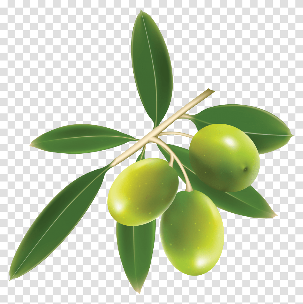Olive Vector Free, Plant, Fruit, Food, Tree Transparent Png