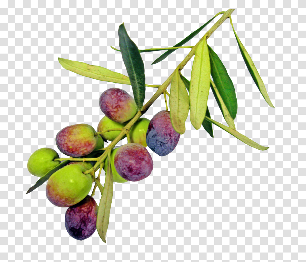 Olive With Leaf Image, Fruit, Plant, Food, Plum Transparent Png