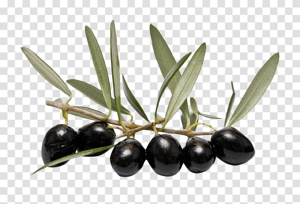 Olive With Leaf Image, Fruit, Plant, Food, Tree Transparent Png