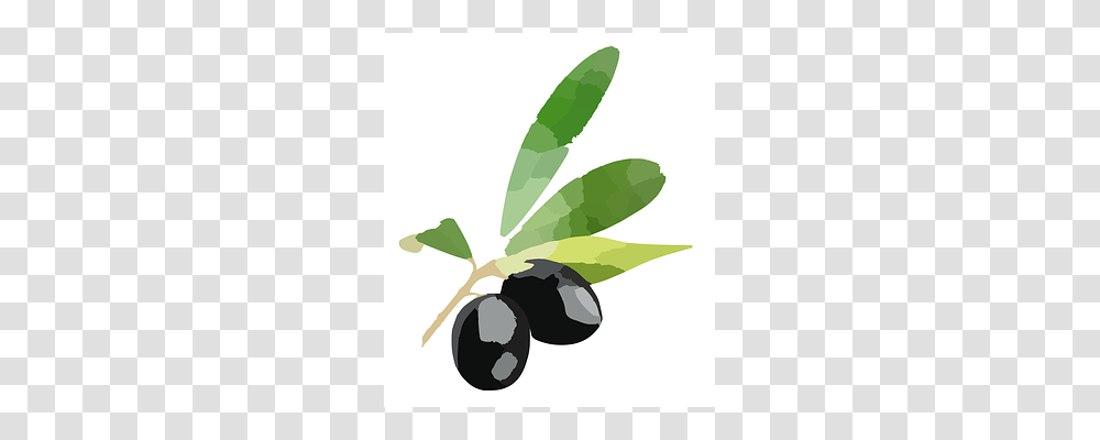 Olives Plant, Fruit, Food, Leaf Transparent Png