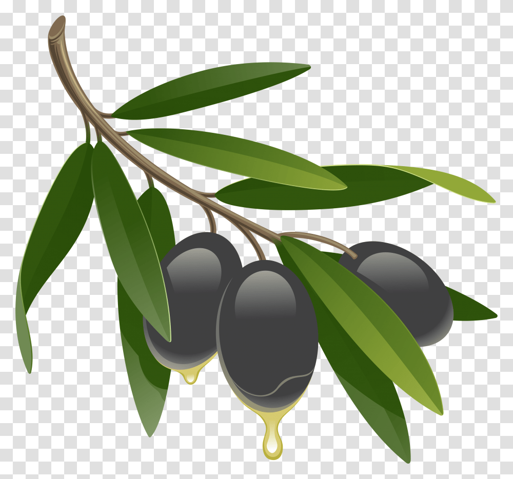 Olives Clipart, Plant, Fruit, Food, Blueberry Transparent Png