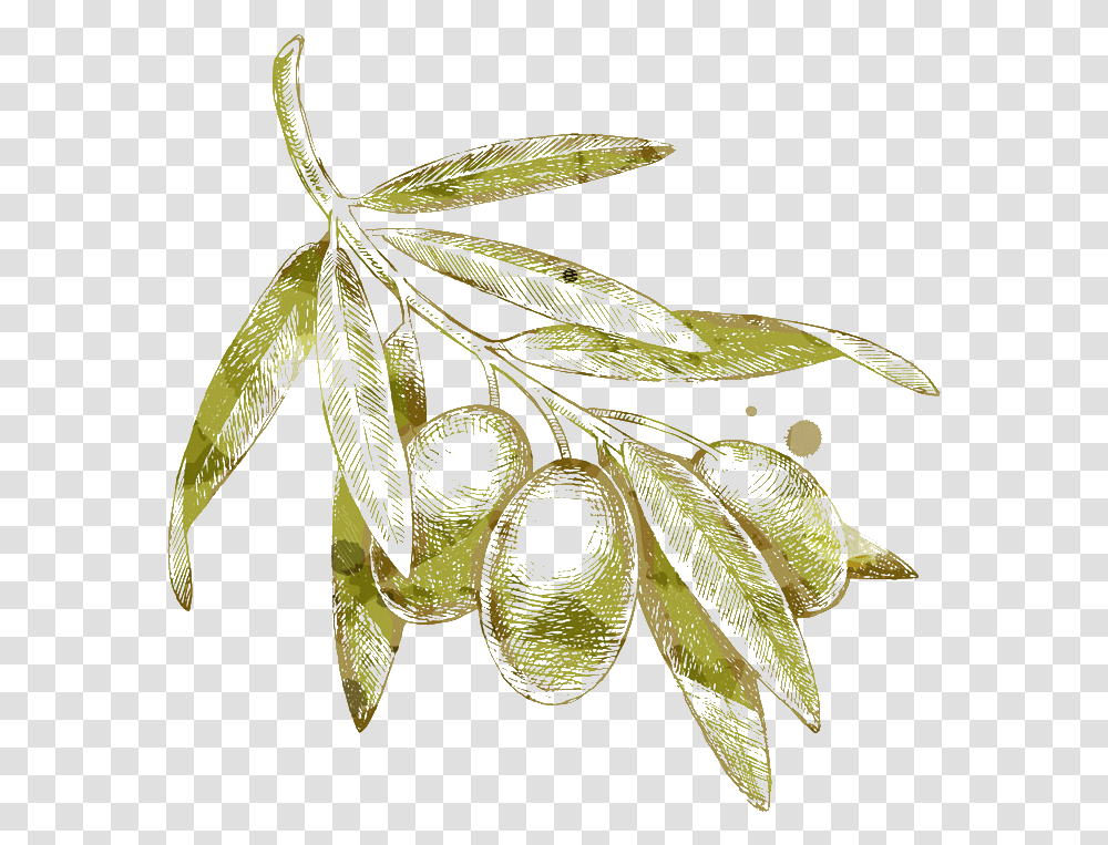 Olives Drawing Olive Branch Olive Leaf Drawing, Plant, Turtle, Animal, Snake Transparent Png