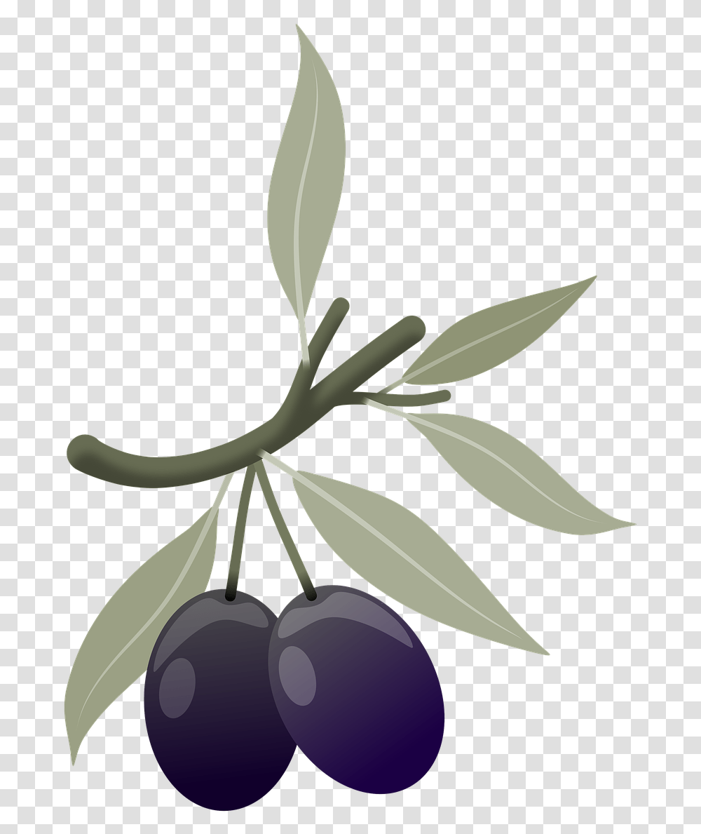 Olives Fruits Plant Branch Olive Tree Leaves Huckleberry, Food, Bird, Animal Transparent Png