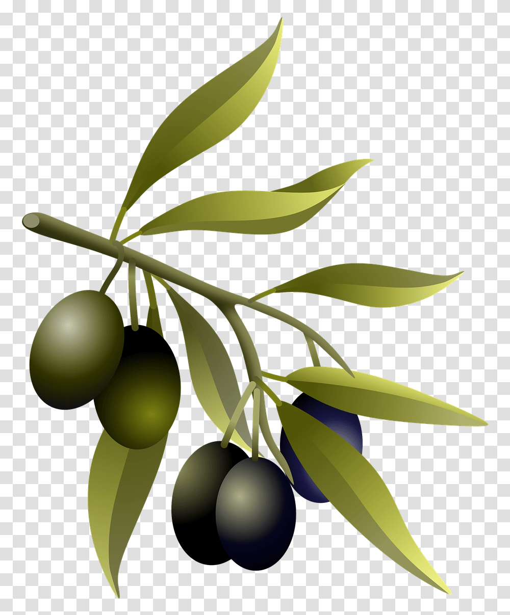 Olives Oil Fruits Olive Free Image On Pixabay Olive Branch Real, Plant, Leaf, Tree, Annonaceae Transparent Png