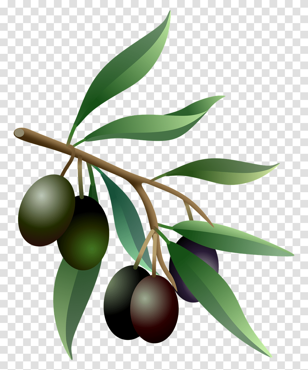 Olives Oil Fruits Olive Olive Branch Real, Plant, Tree, Food, Leaf Transparent Png