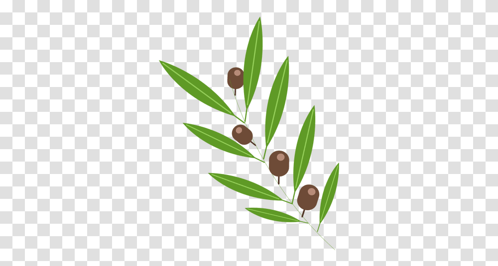 Olives Olive Leaf, Plant, Tree, Flower, Blossom Transparent Png