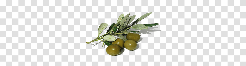 Olives, Vegetable, Plant, Fruit, Food Transparent Png