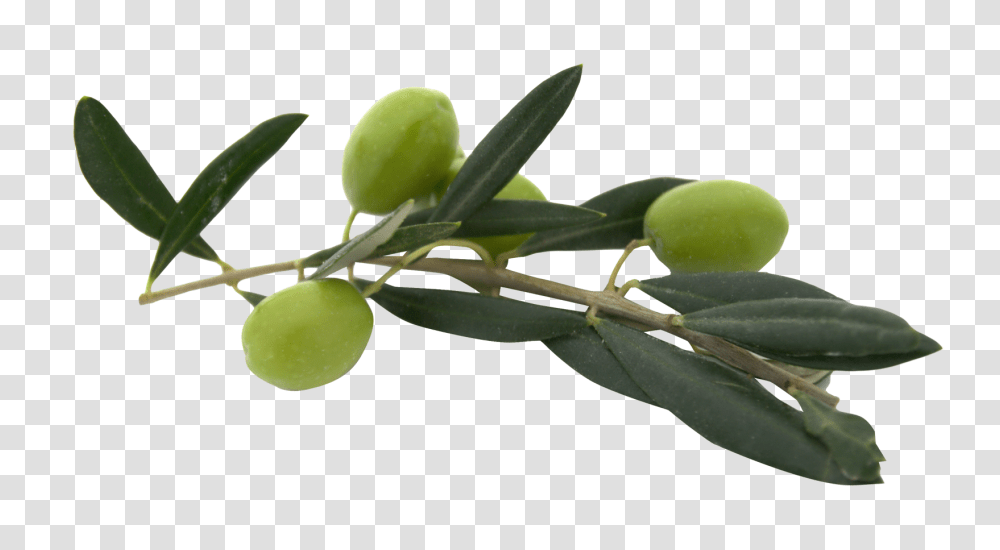 Olives, Vegetable, Plant, Fruit, Food Transparent Png