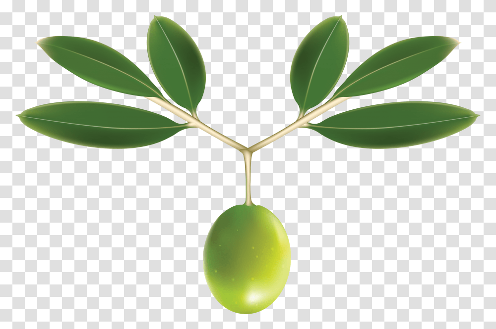 Olives, Vegetable, Plant, Fruit, Food Transparent Png