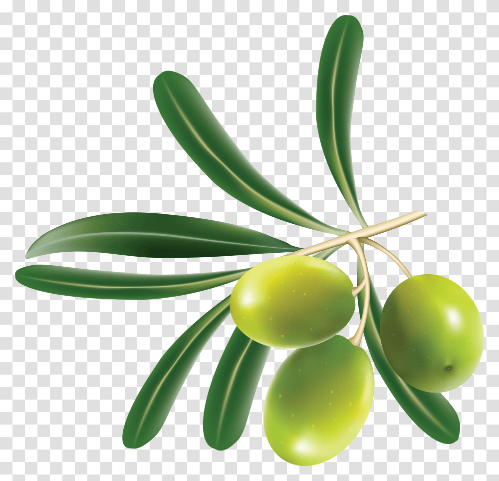 Olives, Vegetable, Plant, Green, Leaf Transparent Png