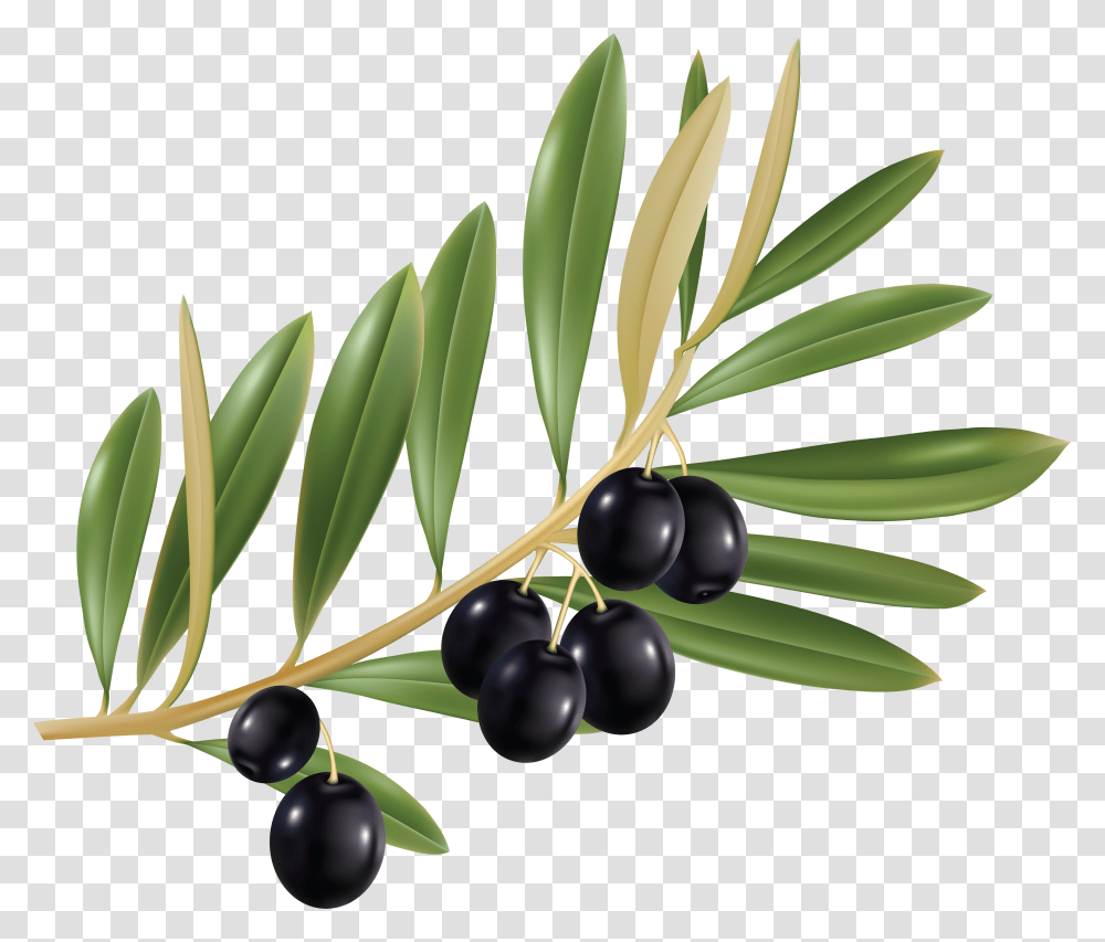 Olives, Vegetable, Plant, Herbal, Herbs Transparent Png