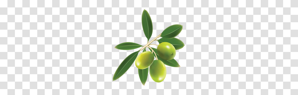 Olives, Vegetable, Plant, Leaf, Fruit Transparent Png