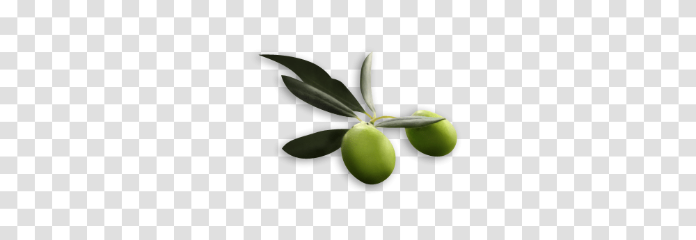 Olives, Vegetable, Plant, Leaf, Tree Transparent Png