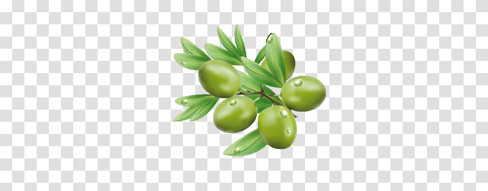 Olives, Vegetable, Plant, Leaf, Tree Transparent Png