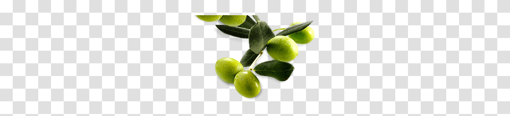 Olives, Vegetable, Plant, Tennis Ball, Sport Transparent Png