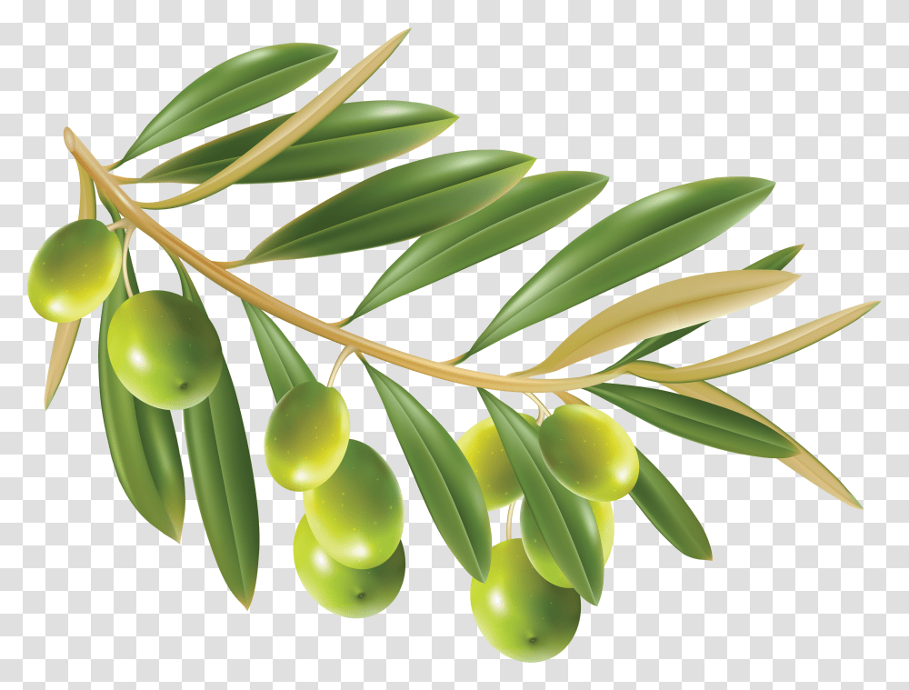 Olives, Vegetable, Plant, Tree, Conifer Transparent Png