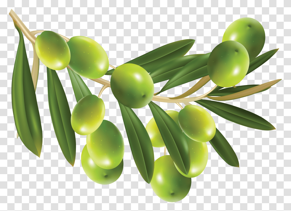 Olives, Vegetable, Plant, Tree, Green Transparent Png