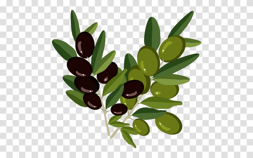 Olivki Vetochka Olivy Olive Branch, Plant, Leaf, Food, Fruit Transparent Png