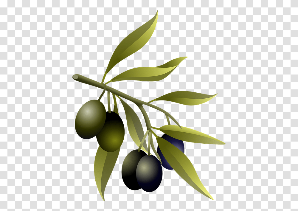 Olivkovoe Derevo, Plant, Banana, Food, Leaf Transparent Png