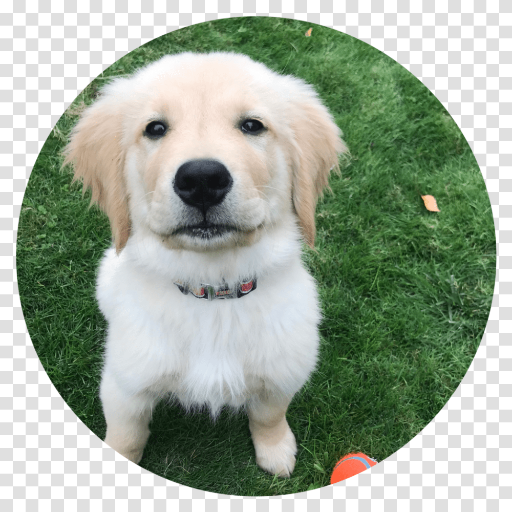 Oly Circular Golden Retriever, Dog, Pet, Canine, Animal Transparent Png