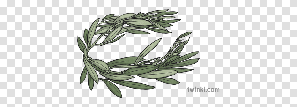 Olympic Olive Leaf Crown Illustration Twinkl Drawing, Plant, Flower, Grass, Acanthaceae Transparent Png
