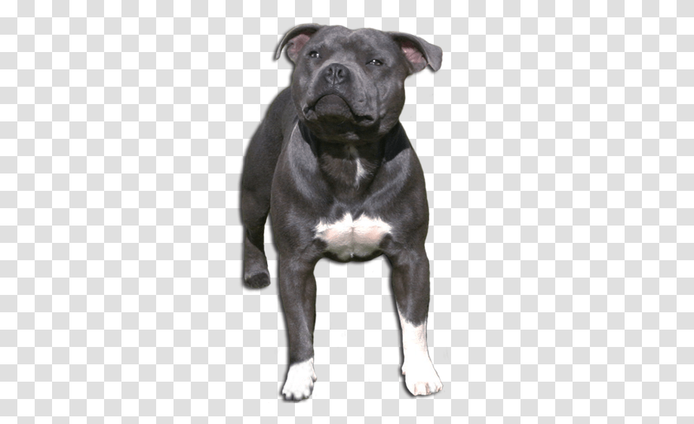 Om Staffordshire Bullterrier Old English Terrier, Canine, Mammal, Animal, Pet Transparent Png