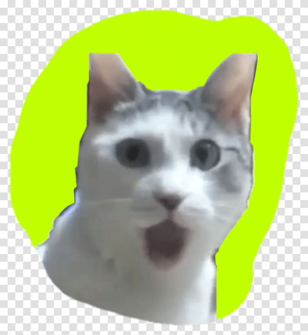 Omg Cat, Pet, Mammal, Animal, Dog Transparent Png