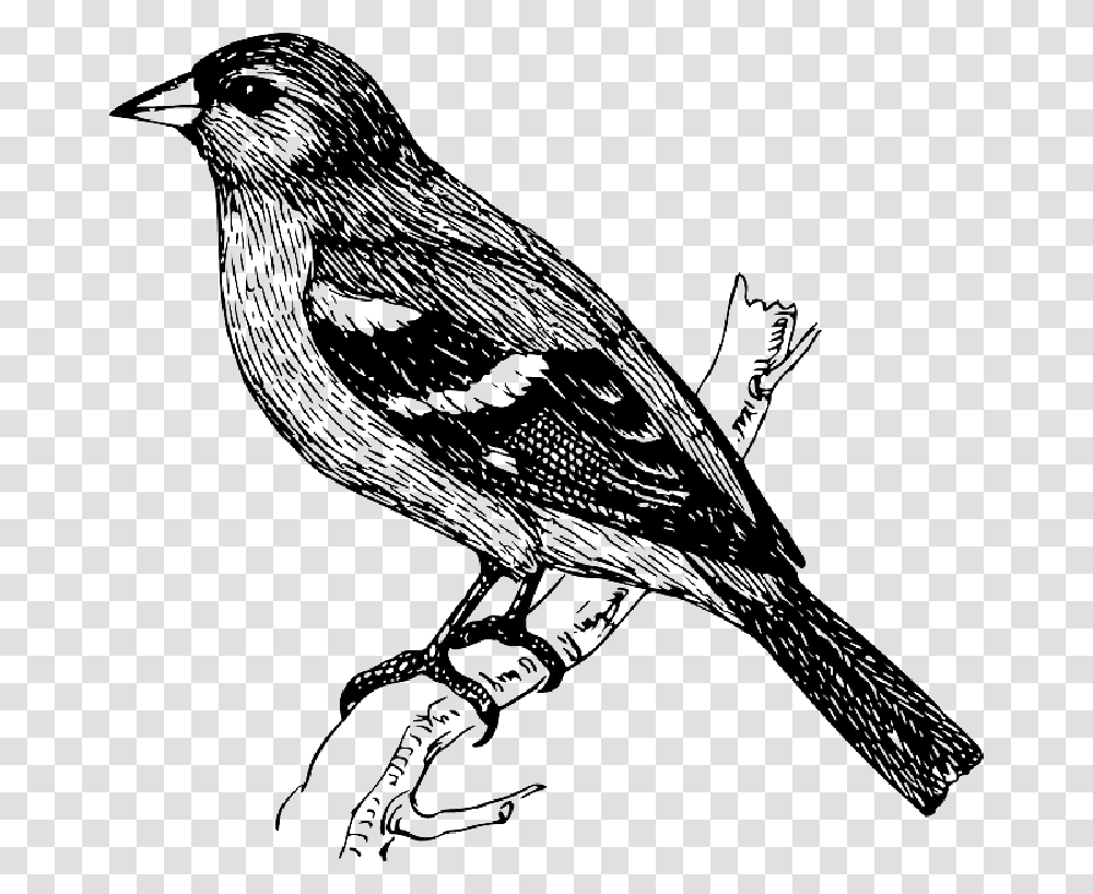 On A Branch At Bird Sketch, Animal, Finch, Blackbird, Agelaius Transparent Png