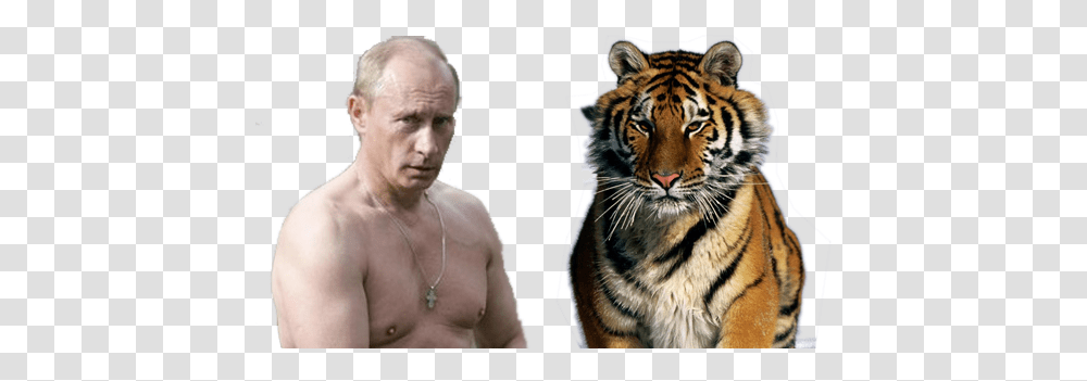 On How To Change Peoples Behavior Siberian Tiger, Wildlife, Mammal, Animal, Person Transparent Png