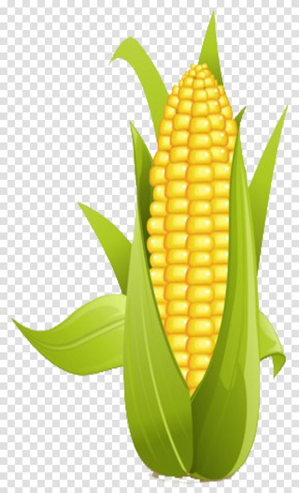 On The Cob Sweet Corn Clip Art, Plant, Vegetable, Food Transparent Png