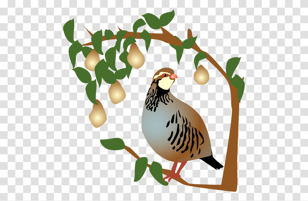On The First Day Of Christmas My True Love Gave To 12 Days Of Christmas Partridge In A Pear Tree, Bird, Animal, Fowl, Hen Transparent Png