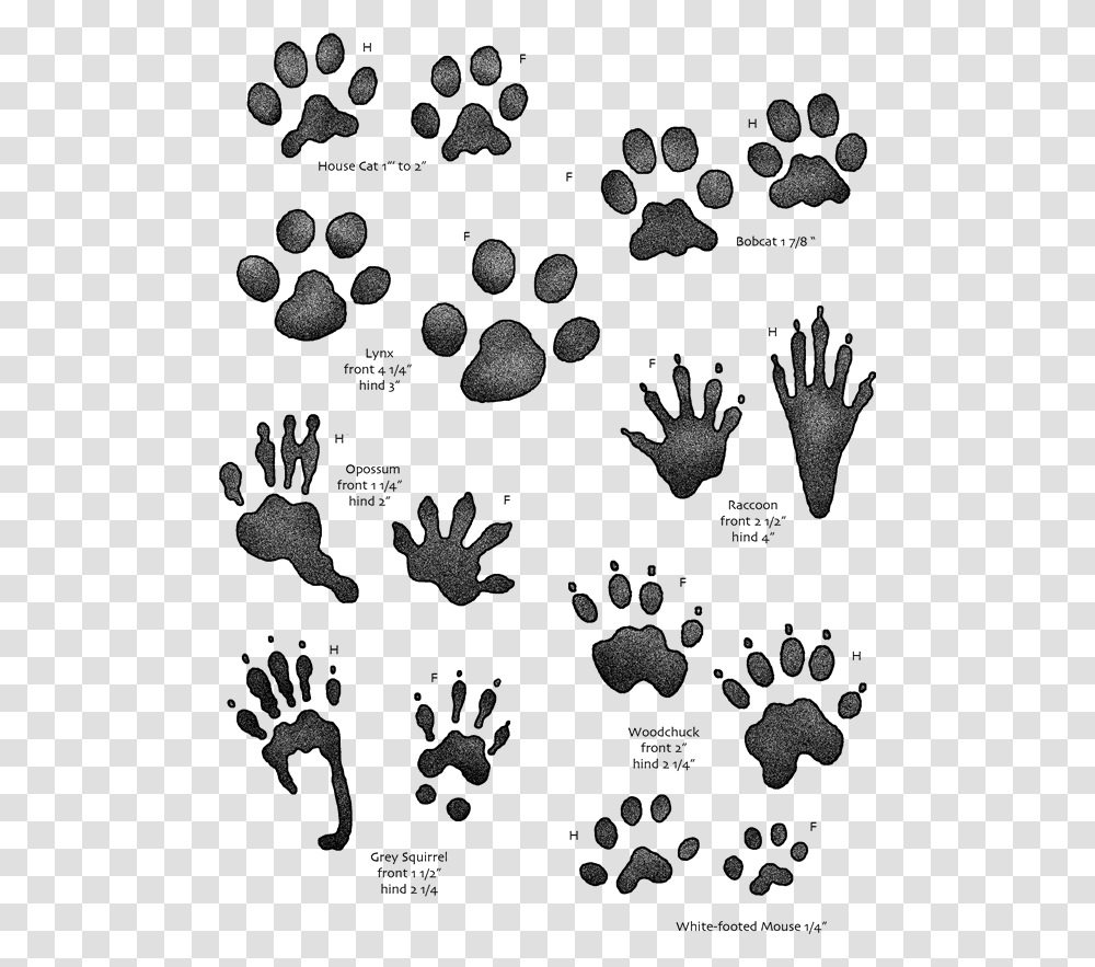 On The Track And Back AgainquotClassquotimg Responsive Animal Footprints Identification Uk, Person, Human, Rug Transparent Png