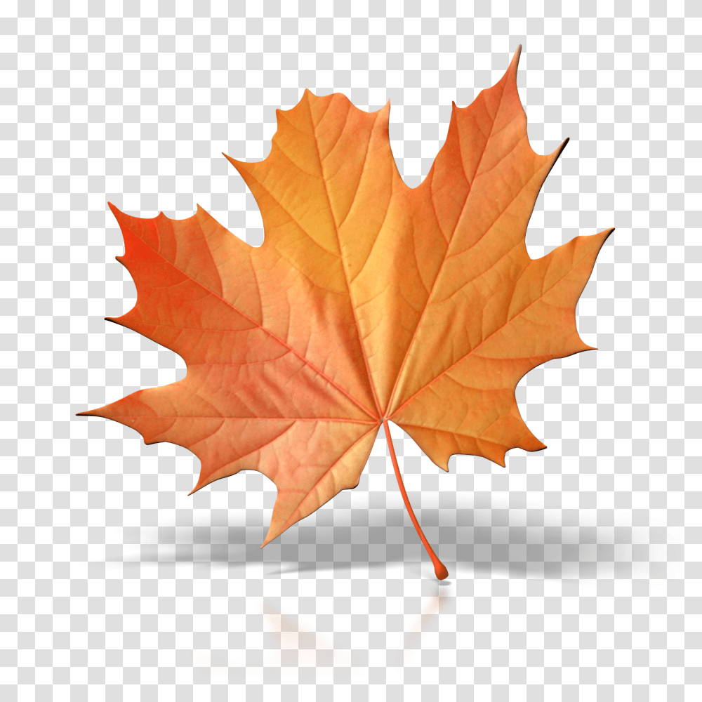 One Fall Leaf Clip Art Free Cliparts, Plant, Tree, Rose, Flower Transparent Png