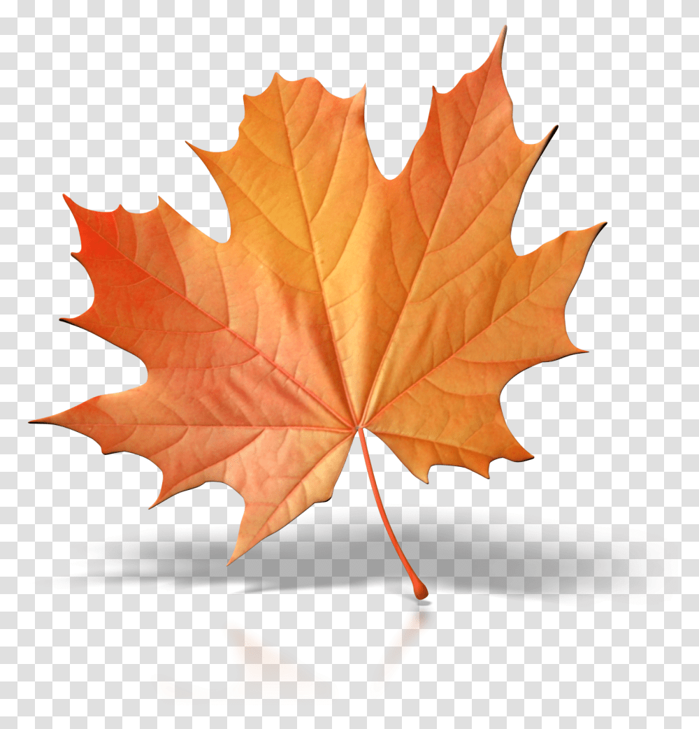 One Fall Leaf Clip Art Single Fall Leaf Clipart, Plant, Tree, Rose, Flower Transparent Png