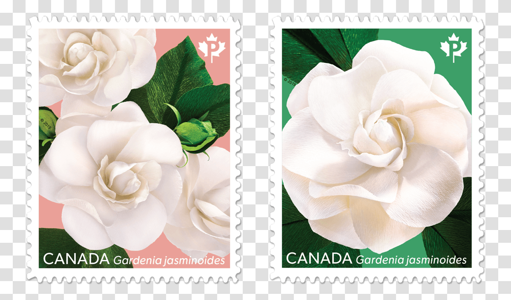 One Featuring Three Gardenias And One Focusing On Postage Stamp, Rose, Flower, Plant, Blossom Transparent Png