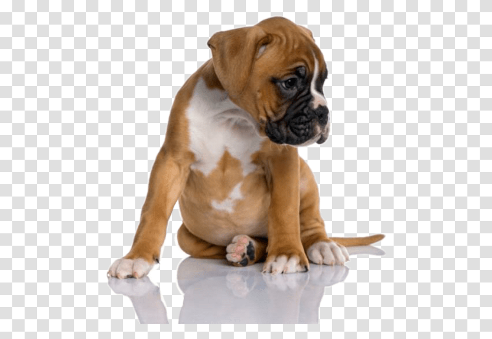 One Month Boxer Dog, Bulldog, Pet, Canine, Animal Transparent Png