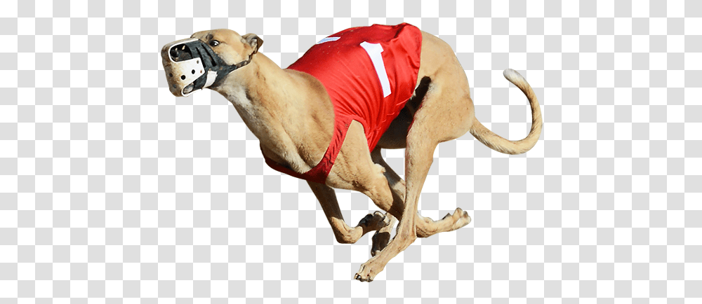 One Of The Greyhounds Racing At Bestbet Greyhound Racing, Strap, Animal, Pet, Canine Transparent Png