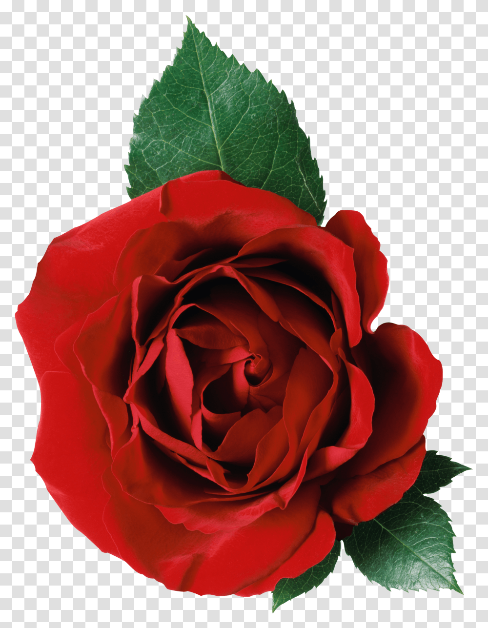 One Rose And Leaves Rose Flower, Plant, Blossom Transparent Png
