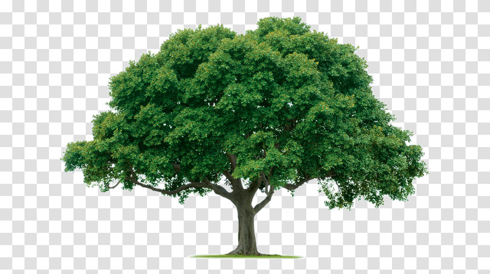 One Trees, Plant, Oak, Maple, Sycamore Transparent Png
